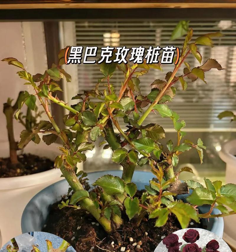 黑巴克玫瑰的花语是什么？它适合哪种场合？