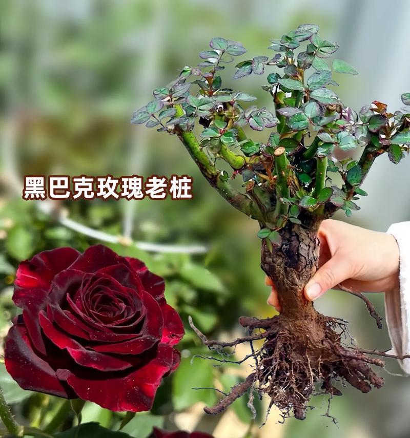 黑巴克玫瑰的花语是什么？它适合哪种场合？