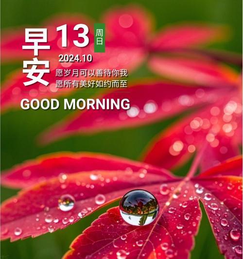 希望不止的花语具体指什么？