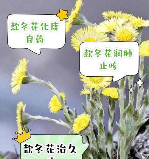 冬日里哪种花语最能温暖人心？