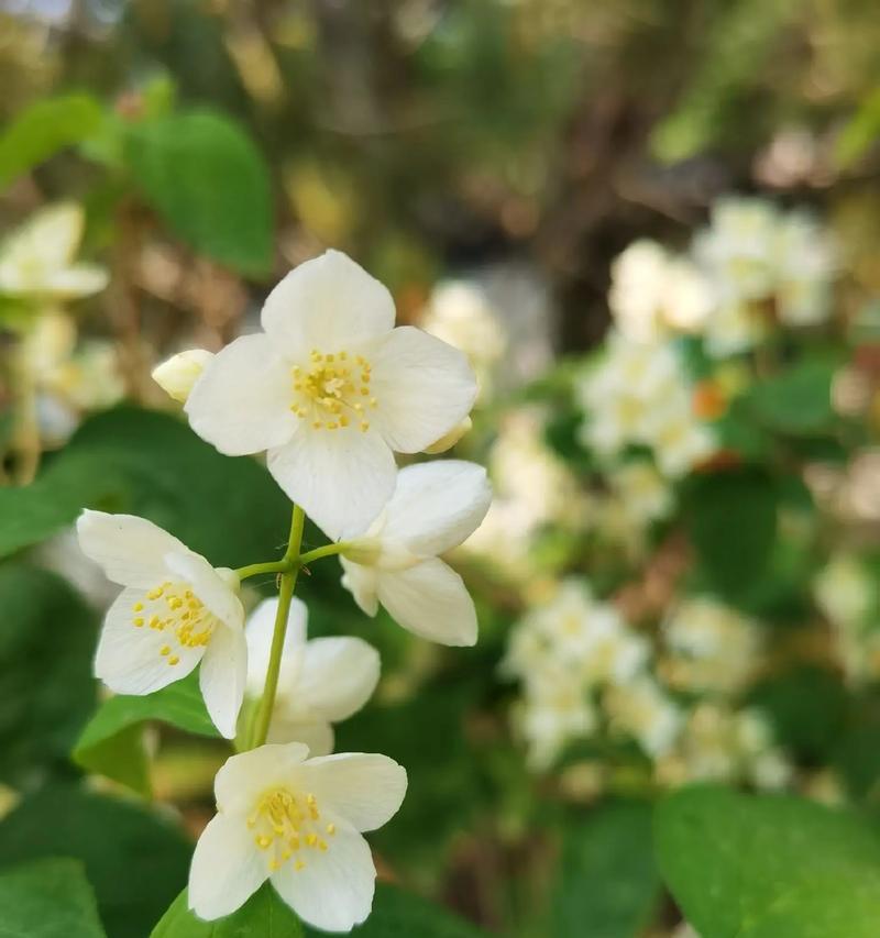 治愈心伤的花语是什么？哪种花能表达安慰的情感？