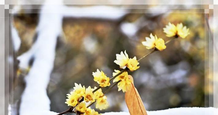 蜡梅的花语寓意是什么？蜡梅代表什么？