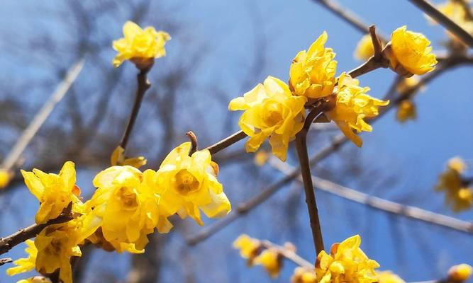 蜡梅的花语寓意是什么？蜡梅代表什么？