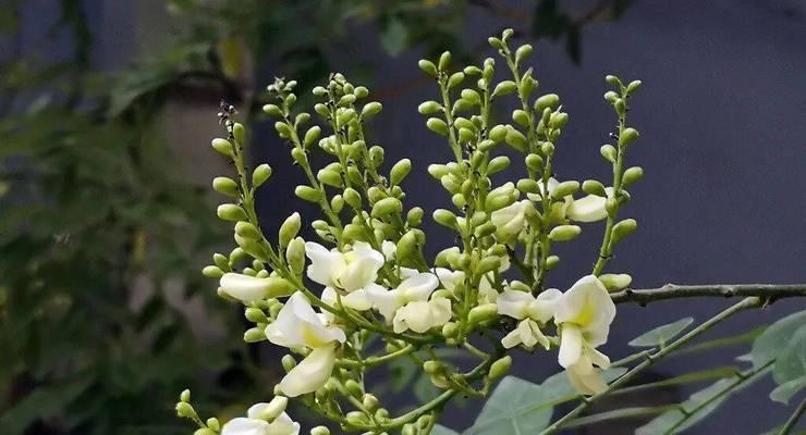 槐花象征着什么？