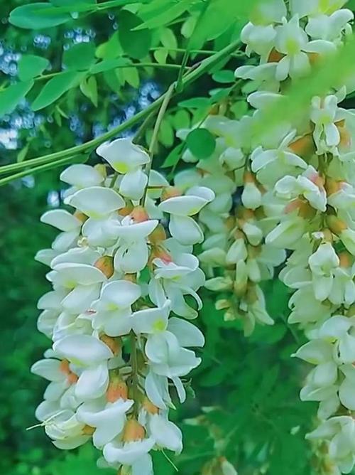 槐花象征着什么？