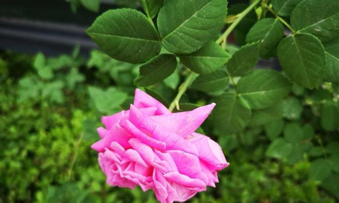 樱桃丸子花语代表什么含义？