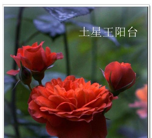 樱桃丸子花语代表什么含义？