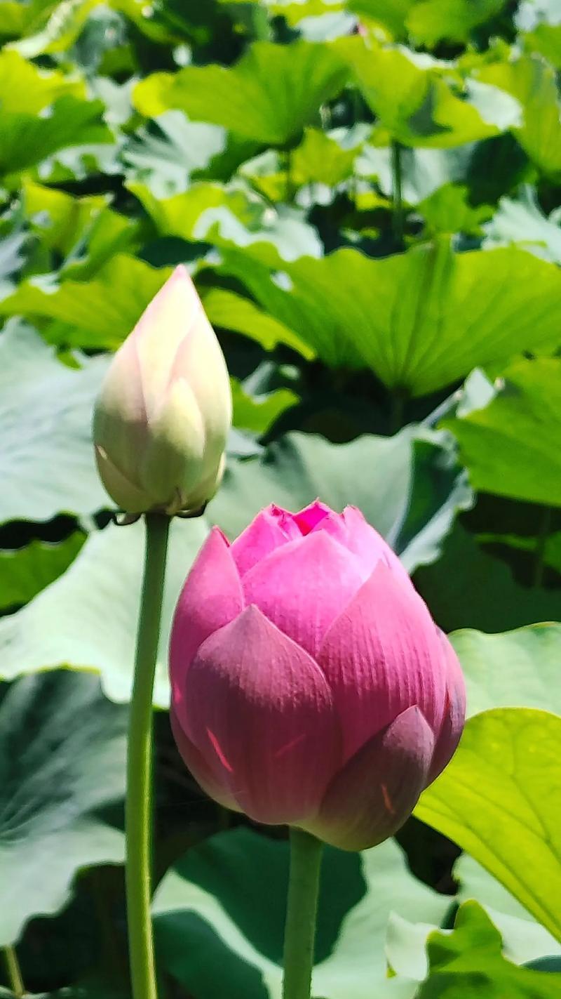 美丽的荷花花语是什么？它有何寓意？
