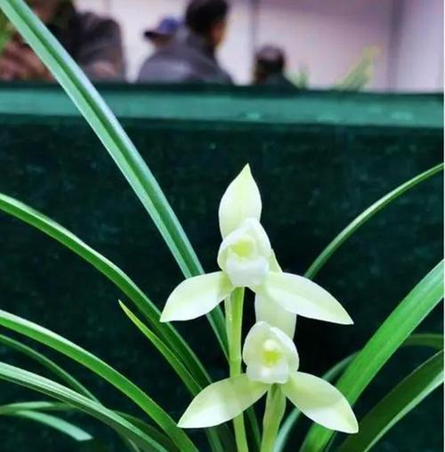 什么花的花语是生死离别的爱情？哪种花代表了这种深刻的情感？