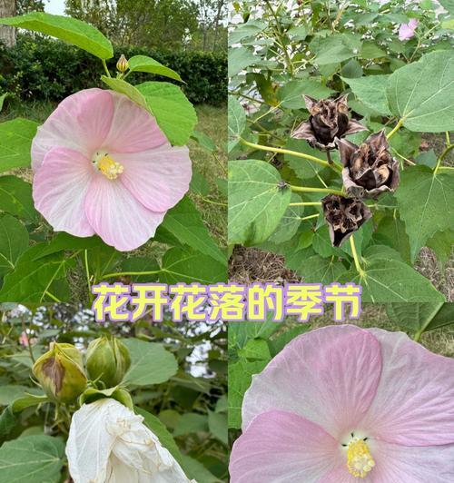 什么花的花语是生死离别的爱情？哪种花代表了这种深刻的情感？