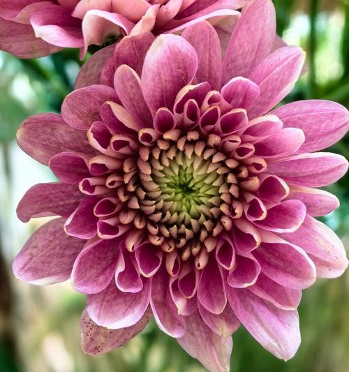 留下痕迹的花语是什么花？它代表了什么含义？