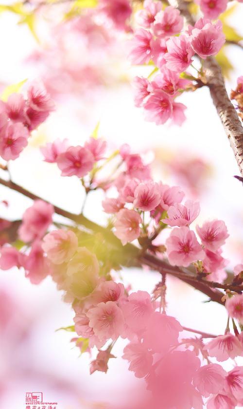 粉樱花的花语有哪些含义？