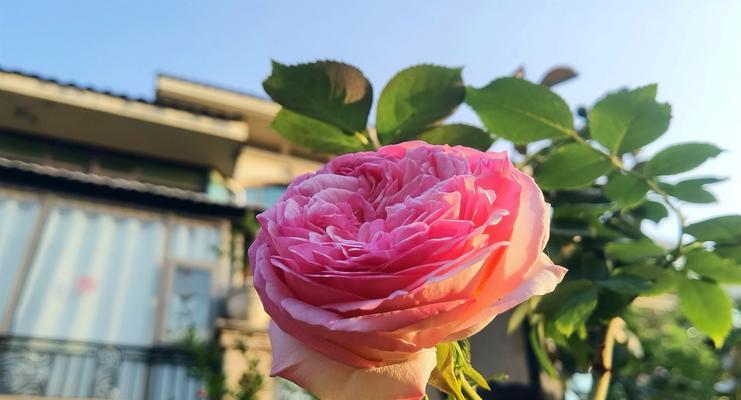 黑紫蔷薇的花语代表什么？