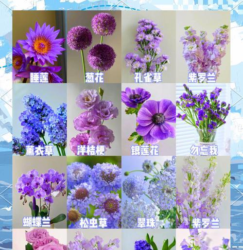 黑紫蔷薇的花语代表什么？