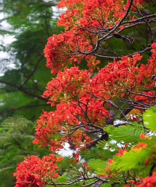 哪些花代表城市？它们的花语和寓意是什么？