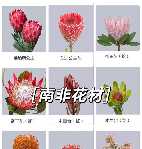 乔治公主的花语代表什么？乔治公主花的寓意是什么？