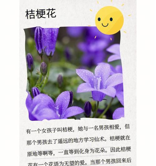 乔治公主的花语代表什么？乔治公主花的寓意是什么？
