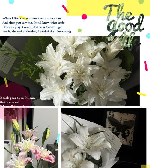 粉拉菲百合的花语有何特别之处？