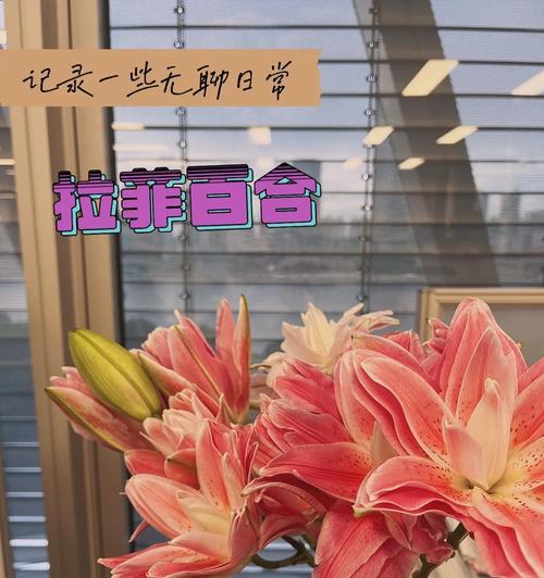 粉拉菲百合的花语有何特别之处？