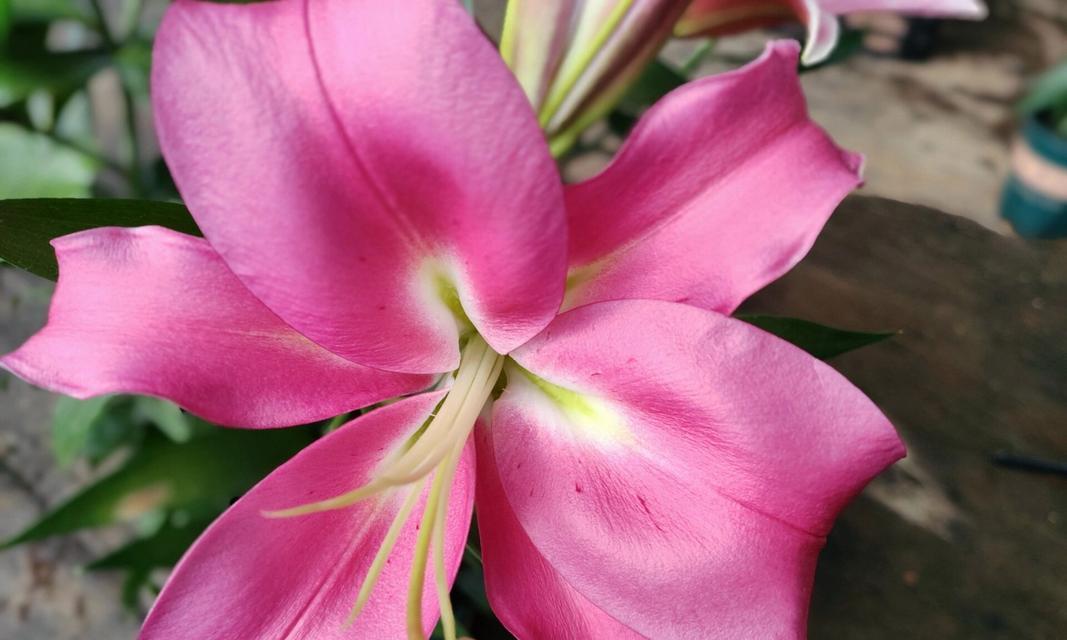 粉拉菲百合的花语有何特别之处？