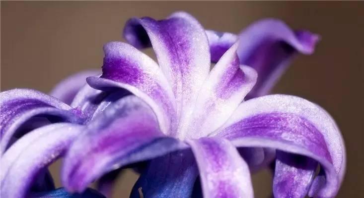 紫色绑带玫瑰花的花语是什么？