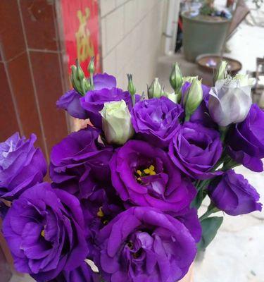 紫色绑带玫瑰花的花语是什么？