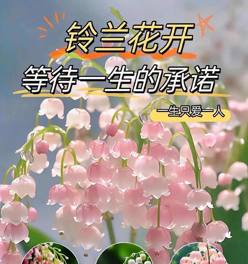 哪种花的花语带有色情含义？