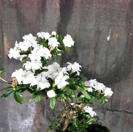 六月雪的花语通常是什么？