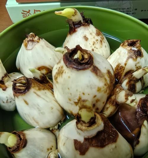 水仙花种球的花语有何含义？它象征着什么？