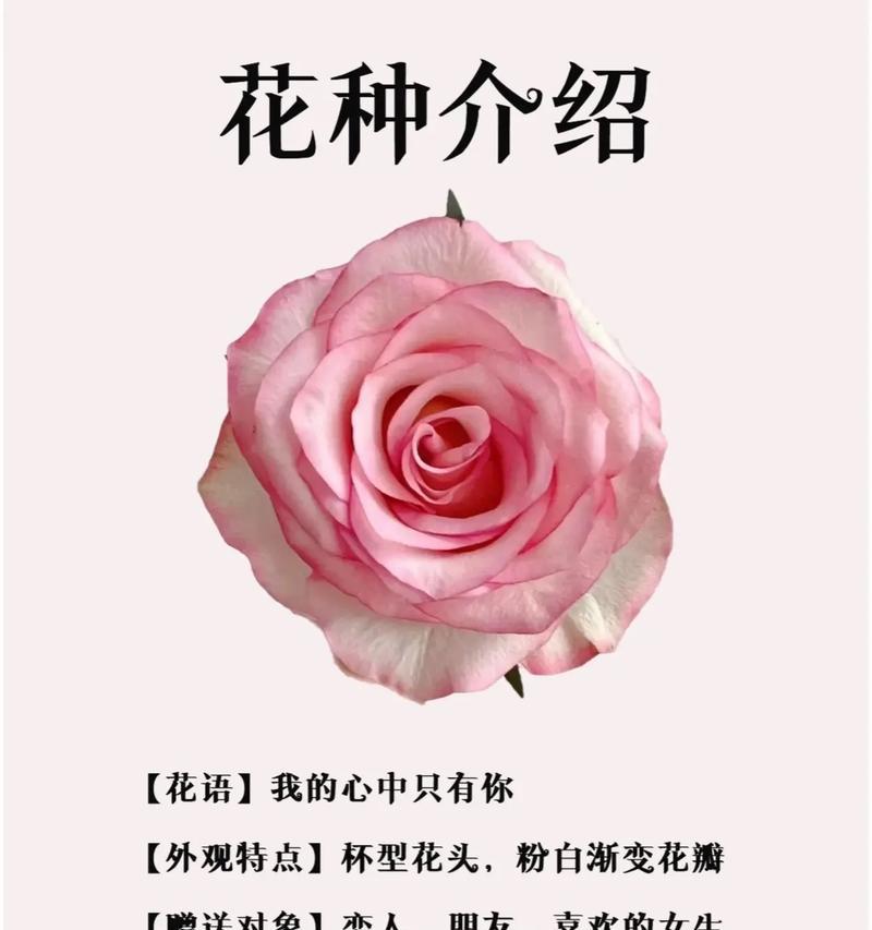 公主鲜花的花语是什么？代表了哪些情感？