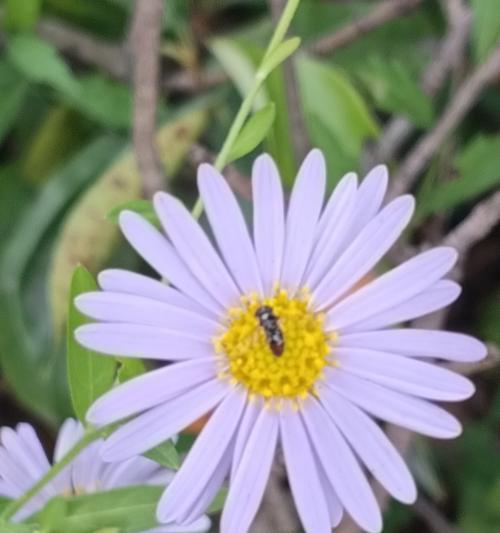 热烈坚韧花语是什么意思？它代表了哪种精神？