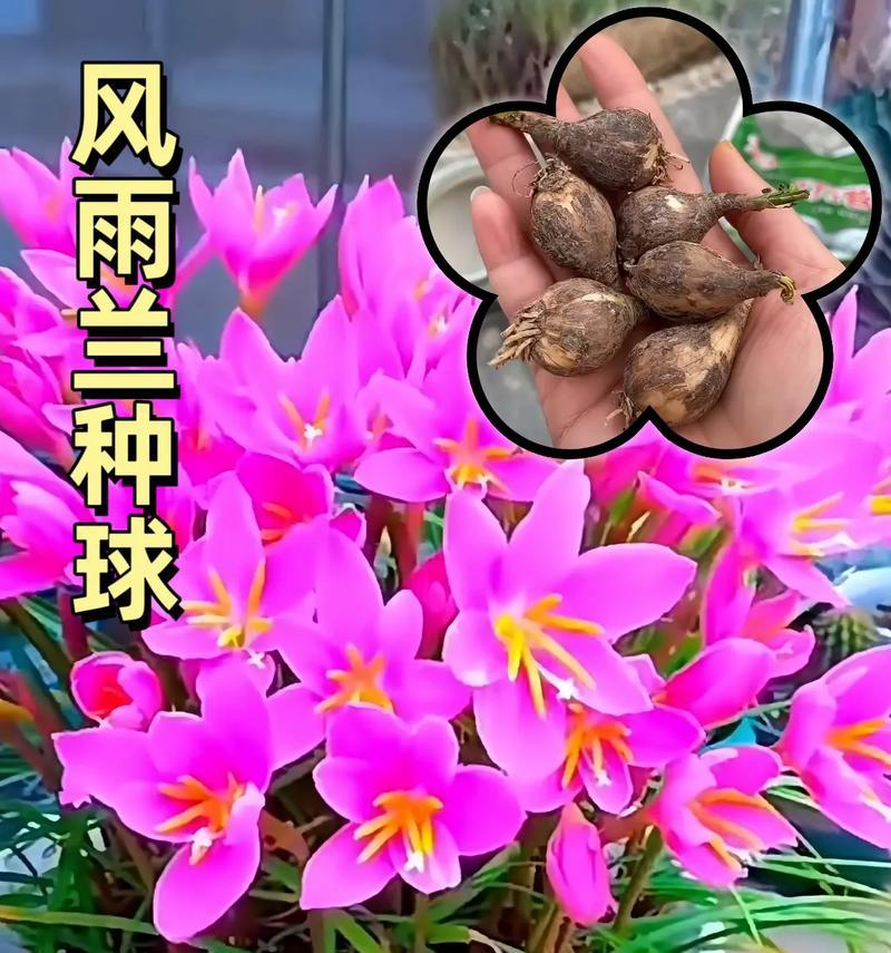 热烈坚韧花语是什么意思？它代表了哪种精神？