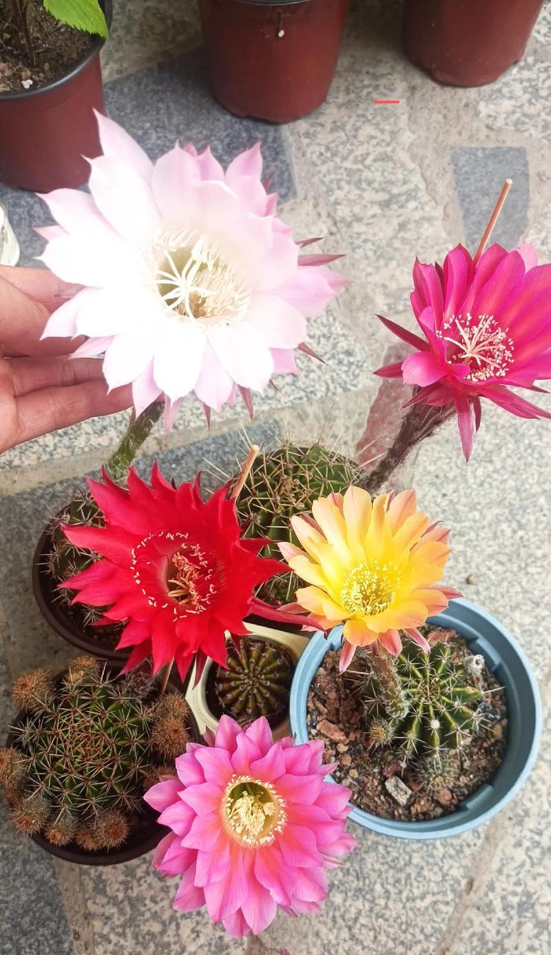 仙人球种植方法是什么？需要注意哪些事项？