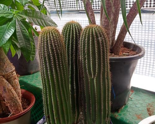 仙人球种植方法是什么？需要注意哪些事项？
