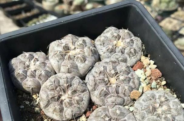 仙人球适合用哪种泥土养殖？