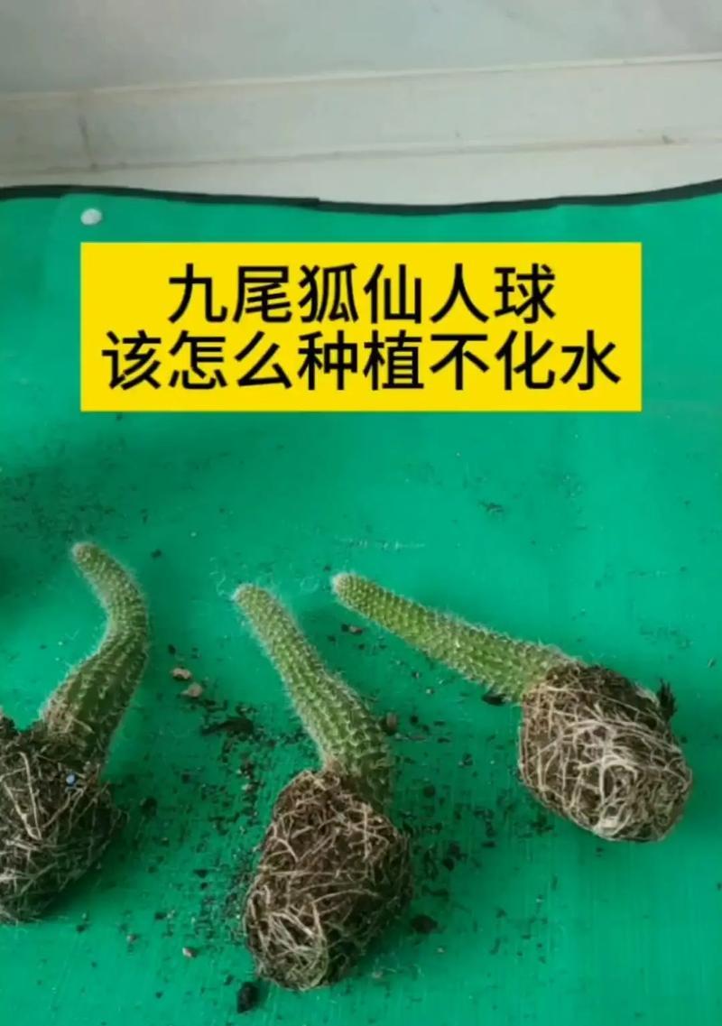 没有沙土的情况下如何正确养殖仙人球？