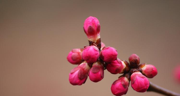 开花店时君子兰的养护方法是什么？如何保持其开花状态？