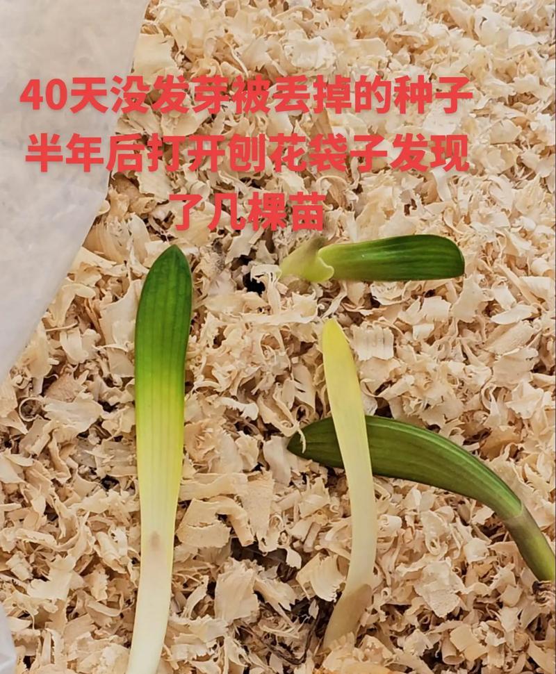 君子兰翻叶子的频率是多少？有什么好处？
