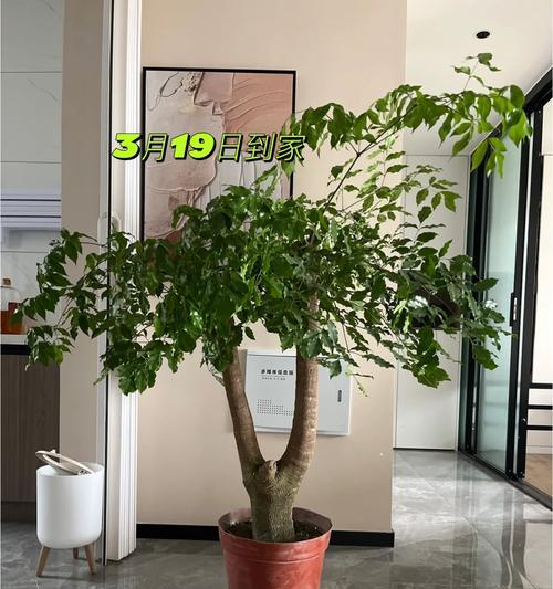 仙人掌使用陶粒浇水可行吗？正确的浇水方法是什么？