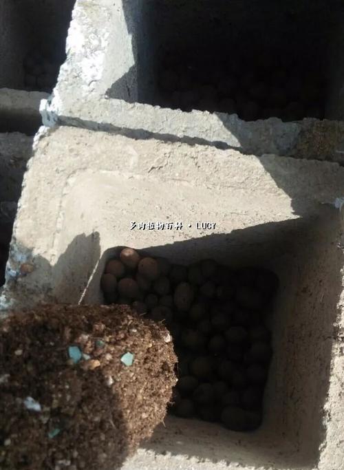 仙人掌使用陶粒浇水可行吗？正确的浇水方法是什么？
