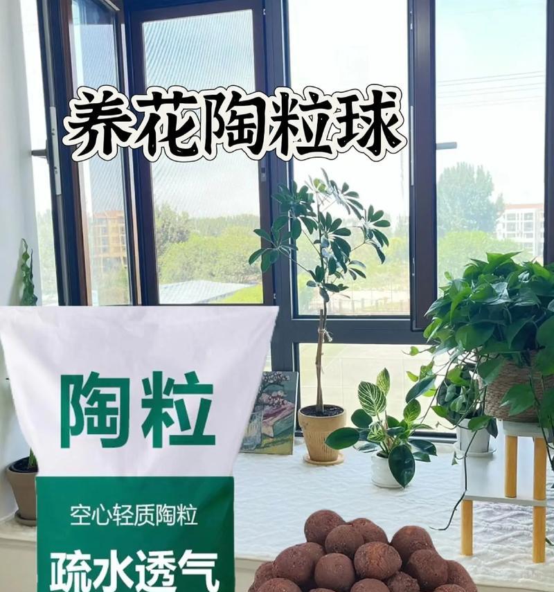 仙人掌使用陶粒浇水可行吗？正确的浇水方法是什么？