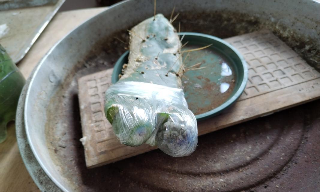 仙人球嫁接的利弊是什么？