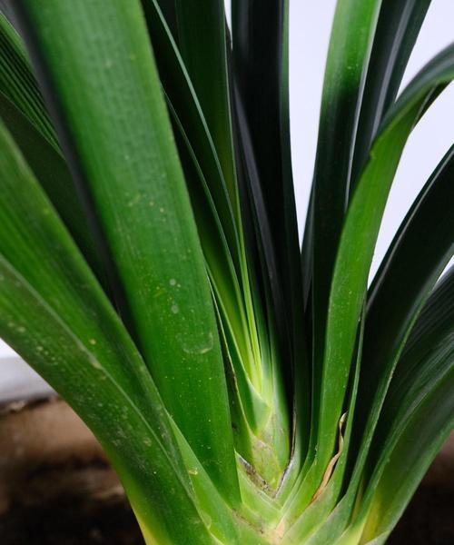君子兰小球种植开花的秘诀是什么？