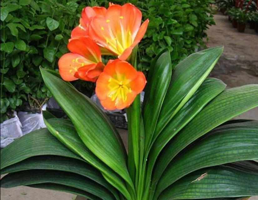 君子兰小球种植开花的秘诀是什么？