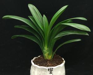 君子兰小球种植开花的秘诀是什么？