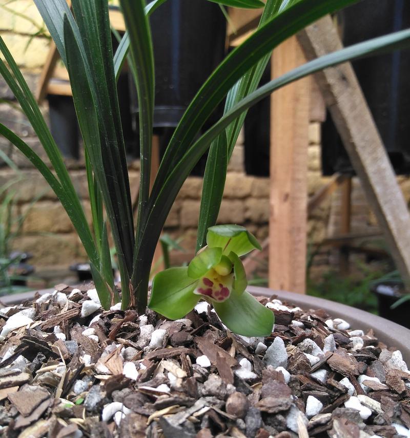 大富贵兰花何时开花？如何促进花期？