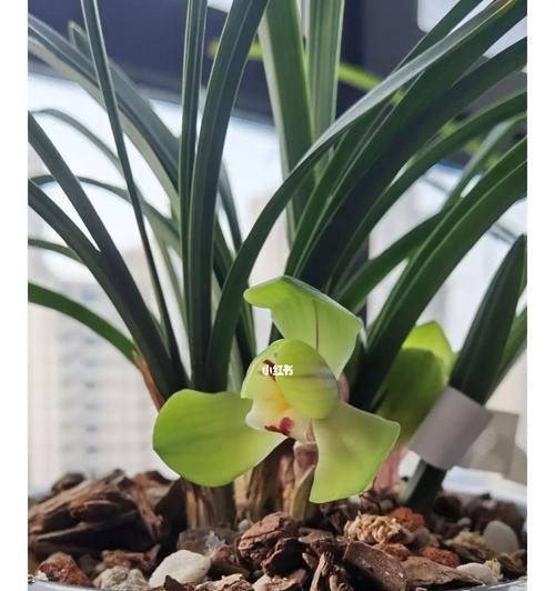 大富贵兰花何时开花？如何促进花期？