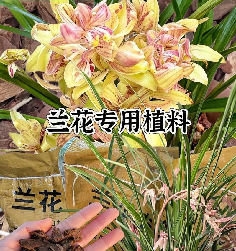 懒花品种君子兰的养殖方法是什么？