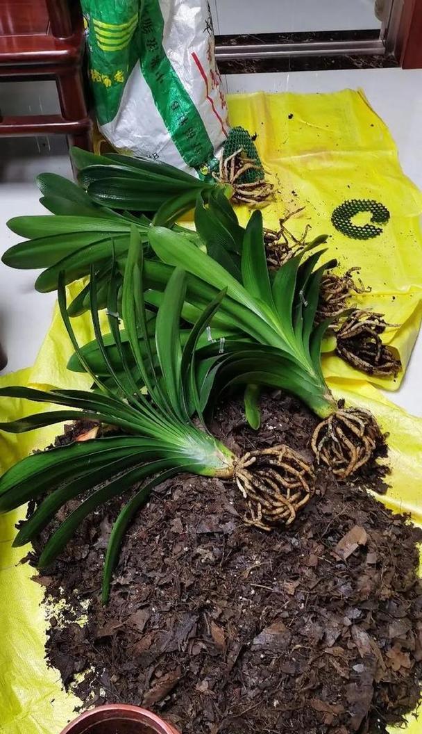 懒花品种君子兰的养殖方法是什么？