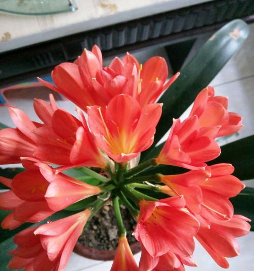君子兰红色花苞的含义是什么？开花前的养护需要注意什么？